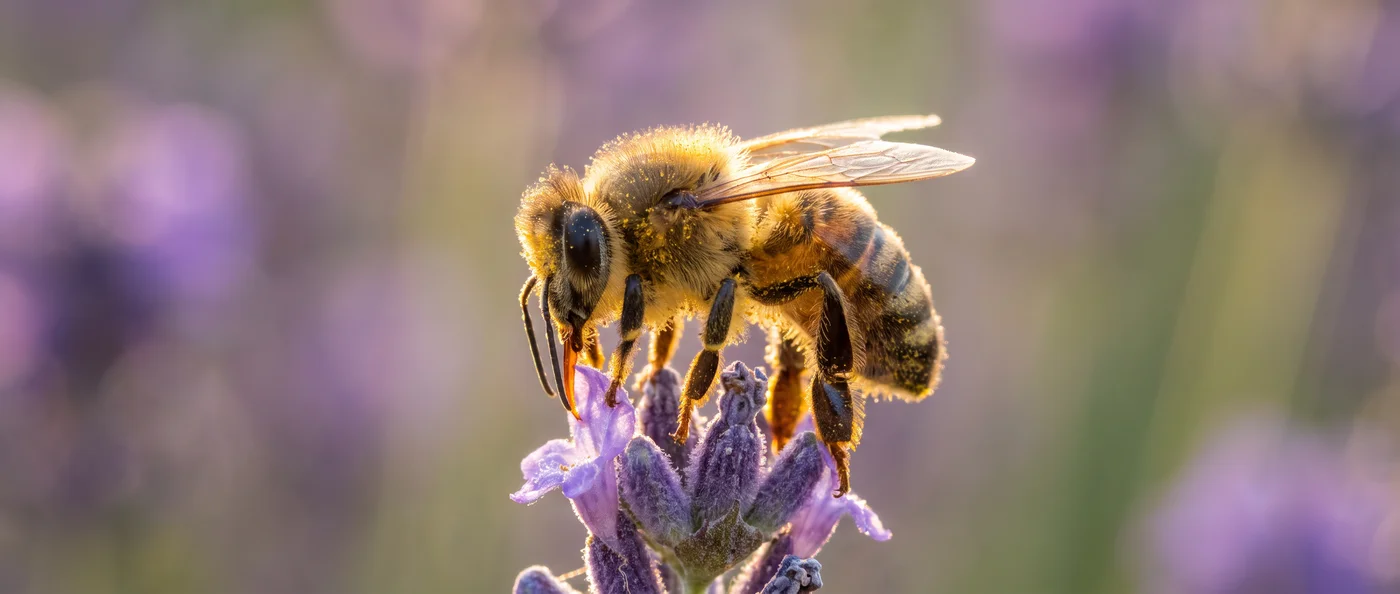 A honeybee dusted in pollen on a lavender stem