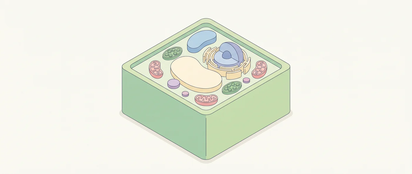 An isometric illustration of a plant cell and its organelles in soft pastels